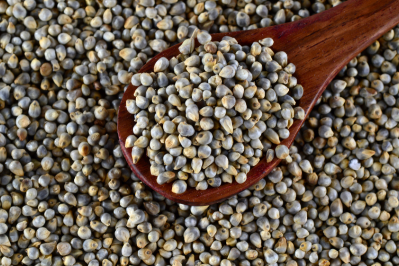 Pearl Millet (Bajra)